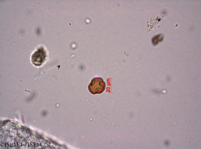 Anagallis crassifolia - lame n° 29210